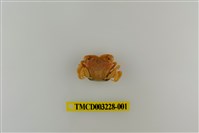 藏品(平背蜞)的圖片